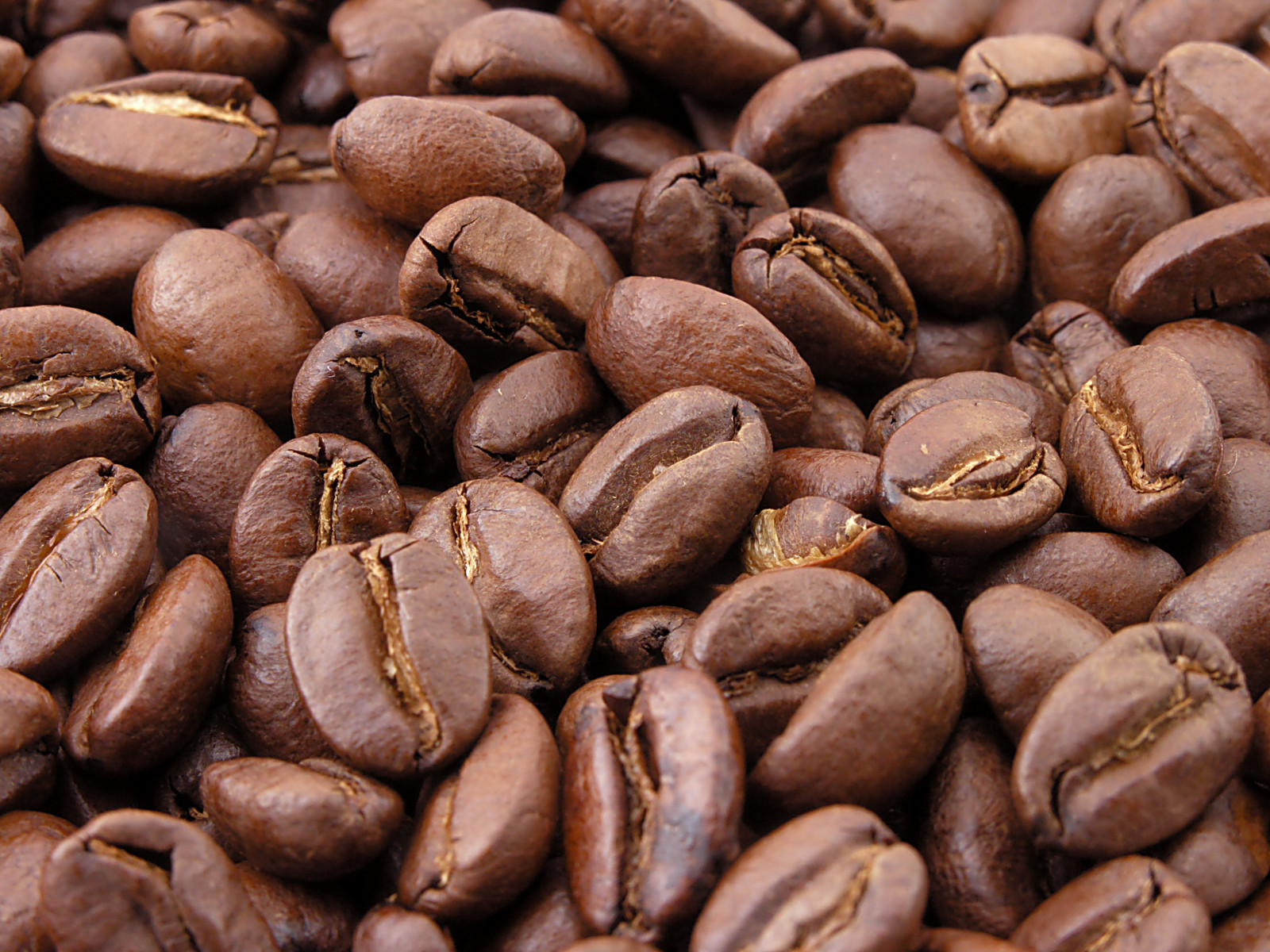Where Do Coffee Shops Get Their Beans