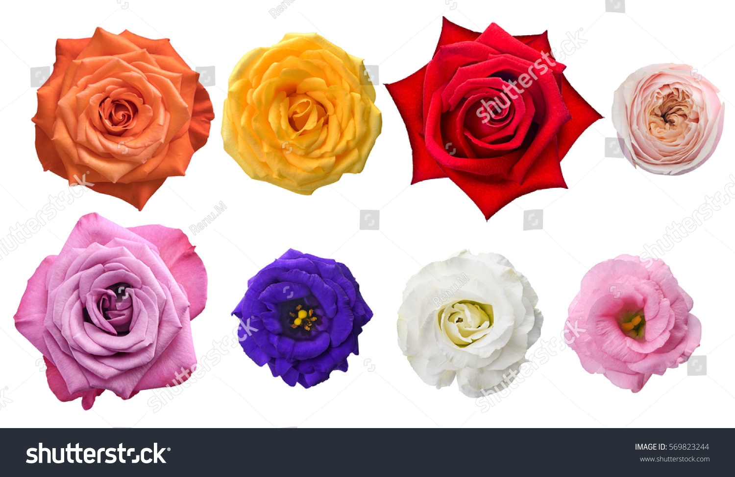 Flowers Colors And Their Meaning